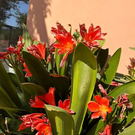 דירה Quintavalle